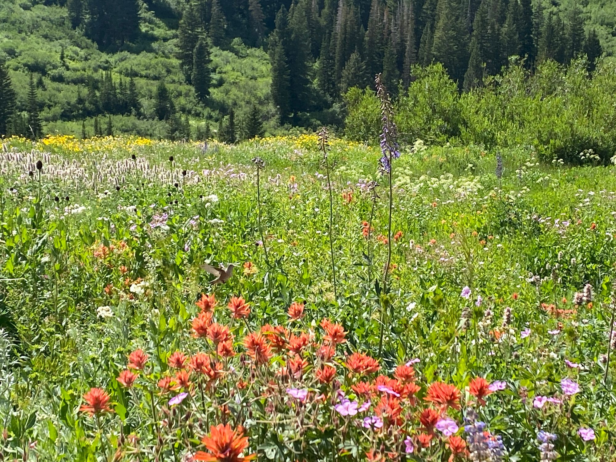 The wildflowers are popping in Salt Lake City's mountains!